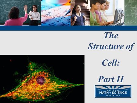 The Structure of Cell: Part II.
