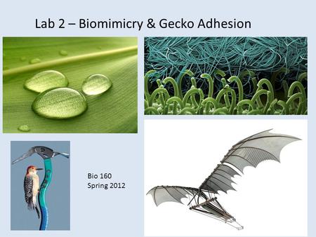 Lab 2 – Biomimicry & Gecko Adhesion Bio 160 Spring 2012.