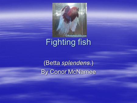 Fighting fish (Betta splendens.) By Conor McNamee.