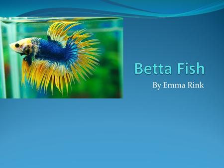By Emma Rink. What are bettas? They are a part of a group of fish called anabantoids. They have a special organ called the labyrinth organ that allows.