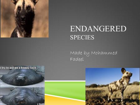 ENDANGERED SPECIES Made by Mohammed Fadeel. SOME AWESOME FACTS ! NOT REALLY.  A species is called endangered when there are so few of its kind left that.