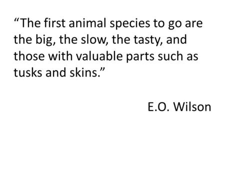 “The first animal species to go are the big, the slow, the tasty, and those with valuable parts such as tusks and skins.” E.O. Wilson.