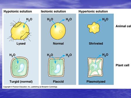 Isotonic solutions: if the osmotic concentrations of both solutions are equal than no net movement of water occurs if the osmotic concentrations of.