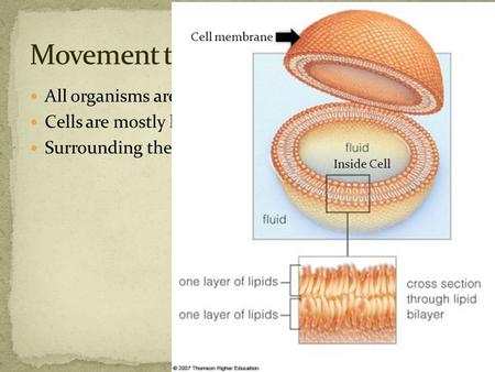 Movement through Cells