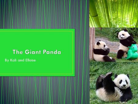 The Giant Panda By Kali and Elloise.