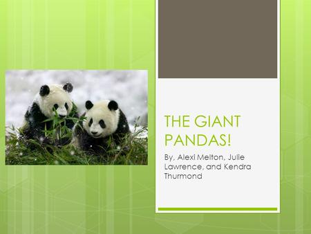 THE GIANT PANDAS! By, Alexi Melton, Julie Lawrence, and Kendra Thurmond.