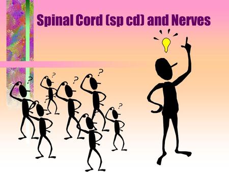Spinal Cord (sp cd) and Nerves. NERVOUS SYSTEM 1.Collect sensory input 2.Integrate sensory input 3.Motor output Functions of Nervous System.