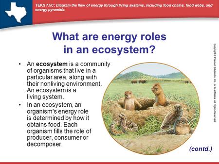 What are energy roles in an ecosystem?