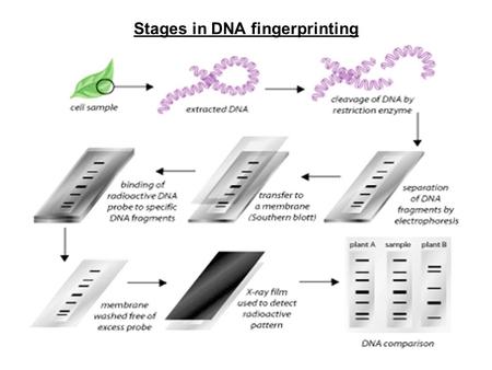 Stages in DNA fingerprinting