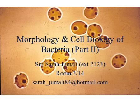 Morphology & Cell Biology of Bacteria (Part II) Siti Sarah Jumali (ext 2123) Room 3/14
