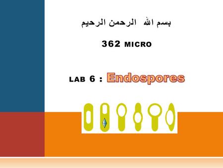بسم الله الرحمن الرحيم 362 micro lab 6 : Endospores
