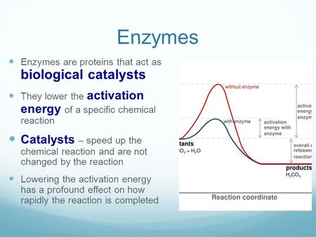 Enzymes Enzymes are proteins that act as biological catalysts They lower the activation energy of a specific chemical reaction Catalysts – speed up the.