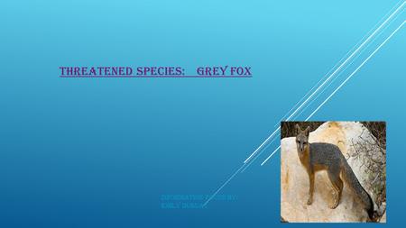 THREATENED SPECIES: GREY FOX Information found by: Emily Duguay.