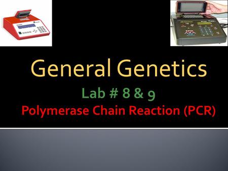 General Genetics. PCR 1.Introduce the students to the preparation of the PCR reaction. PCR 2.Examine the PCR products on agarose gel electrophoresis.