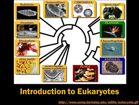 Introduction to Eukaryotes