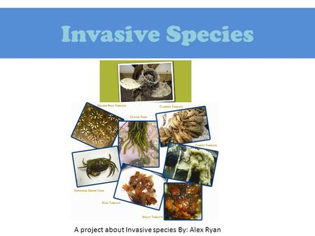 Invasive Species A project about Invasive species By: Alex Ryan.