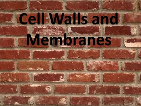 Cell Walls and Membranes