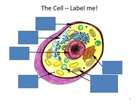 The Cell – Label me! 1. Learning Objectives 1.Describe the fluid mosaic model of membrane structure and explain the underlying reasons for this structure.