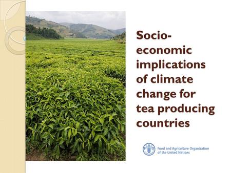 Socio- economic implications of climate change for tea producing countries.