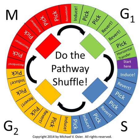 Do the Pathway Shuffle! M G1G1 G2G2 S Start here Induce! Revert! Horizontal Transfer Induce! Pick Copyright 2014 by Michael V. Osier. All rights reserved.