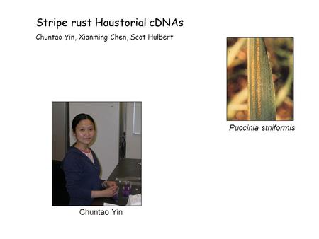 Stripe rust Haustorial cDNAs Chuntao Yin, Xianming Chen, Scot Hulbert Chuntao Yin Puccinia striiformis.