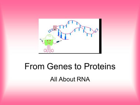 From Genes to Proteins All About RNA. Quick Review The building blocks of proteins are amino acids. They have many different functions. They can be enzymes,