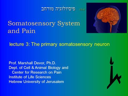 Somatosensory System and Pain