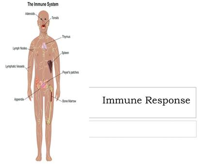 Immune Response. Vocabulary  Immunology- the study of host defense mechanisms  Immunity- ability of the host to protect itself against foreign organisms.