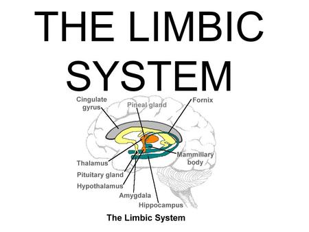 THE LIMBIC SYSTEM. LOCATION THE LIMBIC SYSTEM IS BETWEEN THE BRAINSTEM AND CEREBRAL CORTEX.