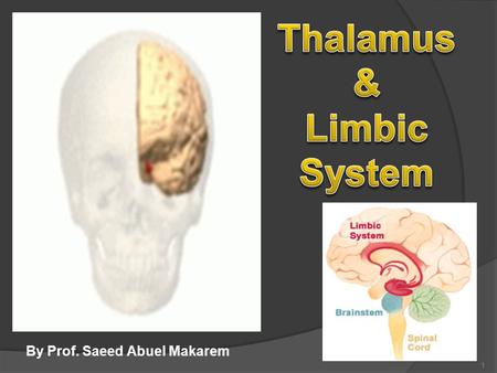 Thalamus & Limbic System