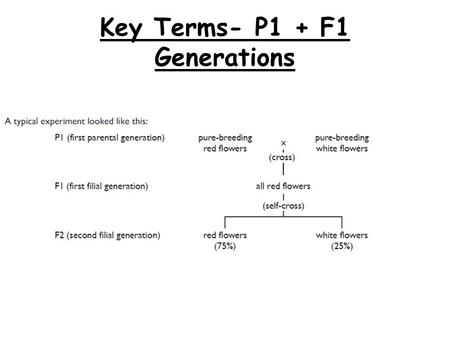 Key Terms- P1 + F1 Generations. Boy or a Girl? If you was two have a child, what would be the likelihood of them being a boy or girl? How do you know.