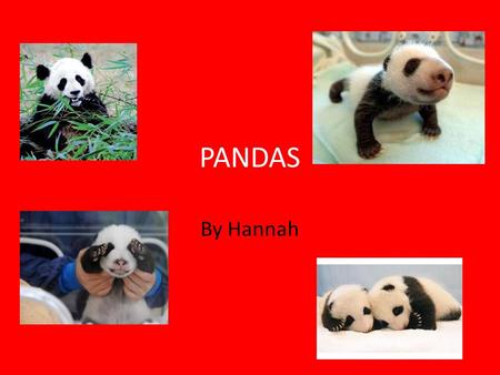 PANDAS By Hannah. Facts!! Scientists estimate that there are only about 2,000 pandas live in the wild and about 200 are in zoos and breeding stations.