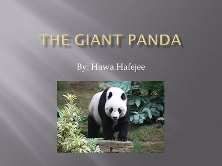 By: Hawa Hafejee.  The Giant Panda lives in broadleaf and mixed forests in Southern China.