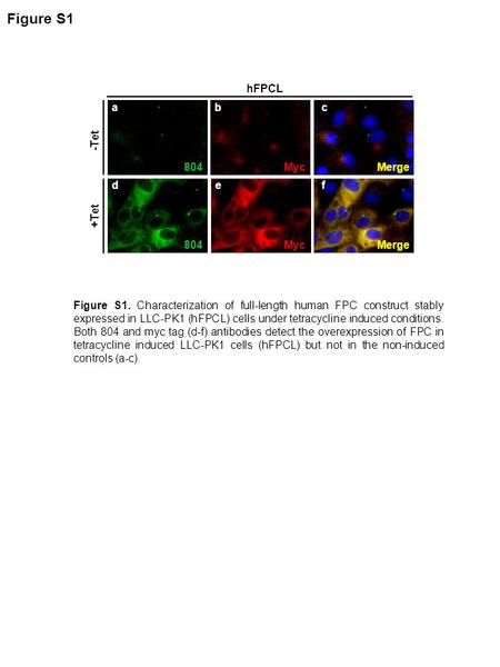 Figure S1 804 Myc Merge +Tet a b c d e f 804 Myc Merge -Tet hFPCL Figure S1. Characterization of full-length human FPC construct stably expressed in LLC-PK1.