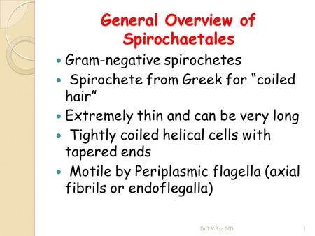 General Overview of Spirochaetales Gram-negative spirochetes Spirochete from Greek for “coiled hair” Extremely thin and can be very long Tightly coiled.