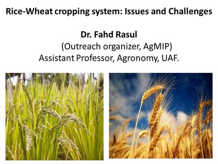 Rice-Wheat cropping system: Issues and Challenges Dr. Fahd Rasul (Outreach organizer, AgMIP) Assistant Professor, Agronomy, UAF.