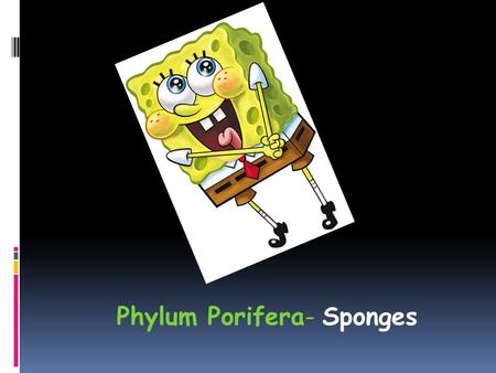 Phylum Porifera- Sponges.  Among the most ancient animals  Mostly marine but some fresh water  Porifera- literally means “pore bearer”, which is appropriate.