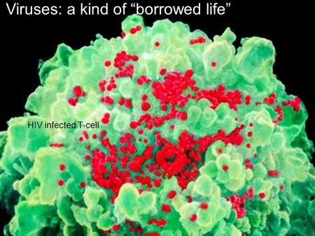 Viruses: a kind of “borrowed life” HIV infected T-cell.