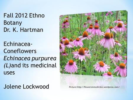 Picture:http://flowersinmedicine.wordpress.com/ Fall 2012 Ethno Botany Dr. K. Hartman Echinacea- Coneflowers Echinacea purpurea (L)and its medicinal uses.