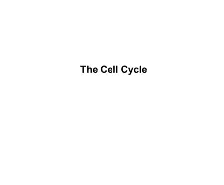 The Cell Cycle. The life of the Cell: Just like an organism the cells also have a life cycle. Each cell is made to be a copy of its parent cell. The cells.