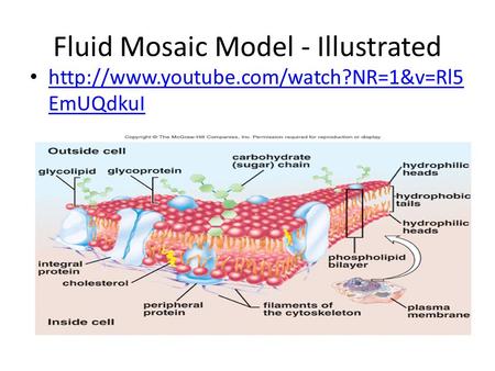 Fluid Mosaic Model - Illustrated  EmUQdkuI  EmUQdkuI.