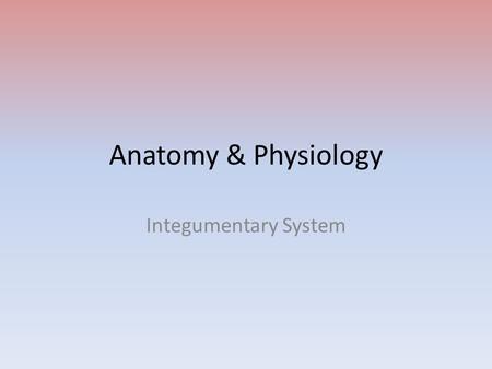 Anatomy & Physiology Integumentary System. Largest system in the body Largest organ in the body System includes skin, glands, blood vessels, nerves, hair,