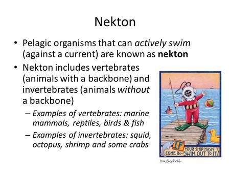 Nekton Pelagic organisms that can actively swim (against a current) are known as nekton Nekton includes vertebrates (animals with.