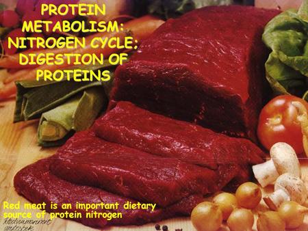 PROTEIN METABOLISM: NITROGEN CYCLE; DIGESTION OF PROTEINS Red meat is an important dietary source of protein nitrogen.