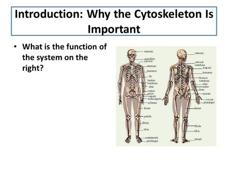 Introduction: Why the Cytoskeleton Is Important What is the function of the system on the right?