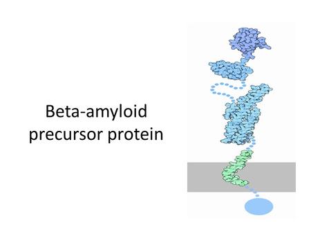 Beta-amyloid precursor protein