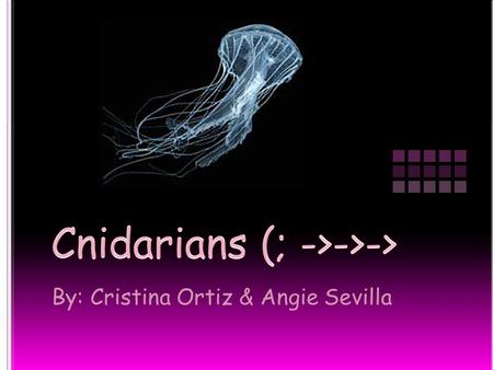 By: Cristina Ortiz & Angie Sevilla Cnidarians are part of the Phylum Cnidaria They are carnivorous animals that contain stinging tentacles Stinging cells.