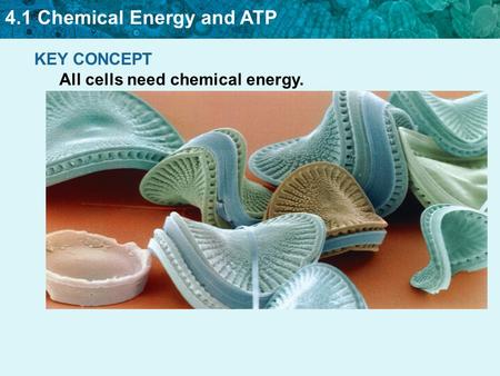 4.1 Chemical Energy and ATP KEY CONCEPT All cells need chemical energy.