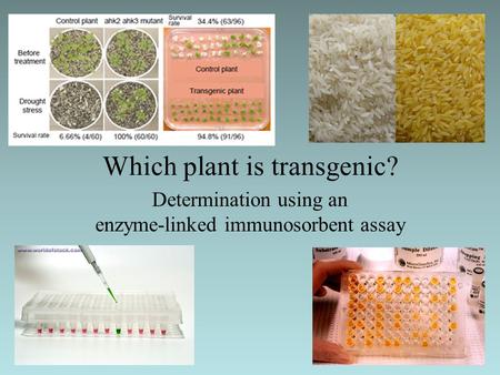 Which plant is transgenic? Determination using an enzyme-linked immunosorbent assay.