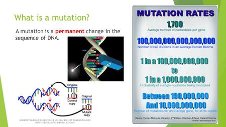What is a mutation? A mutation is a permanent change in the sequence of DNA.